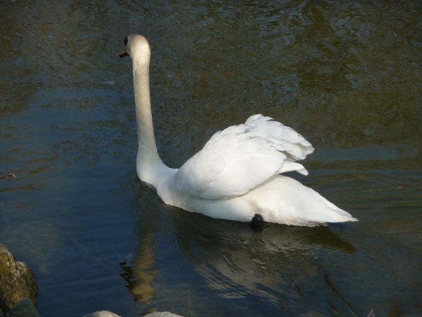 Seeuferreinigung-2012_P1030693.jpg